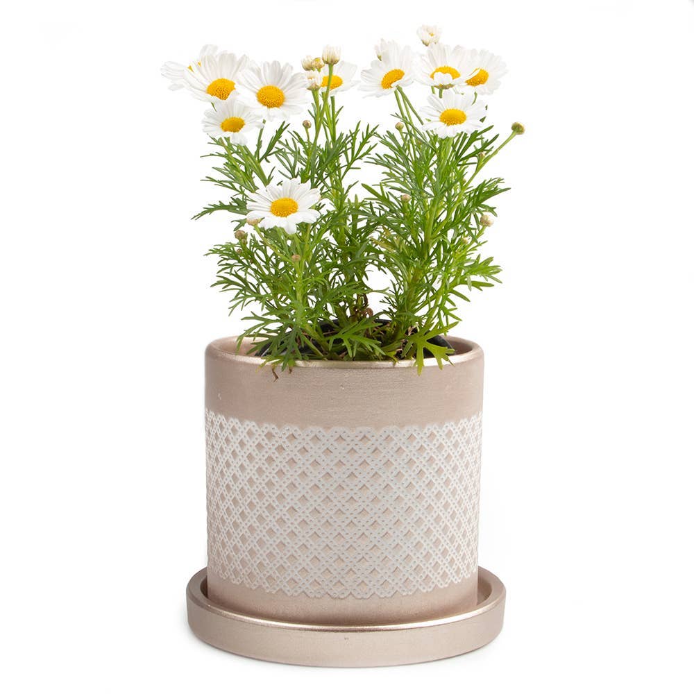 Chive UK - Wholesale Plant Pot - Balter Pot with Saucer for Houseplants, Cacti, Succulents12