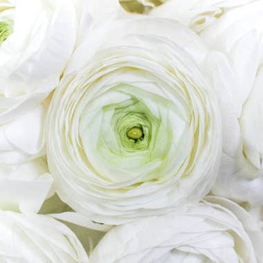 Florasource - Wholesale Fresh Cut Flowers - Ranunculus White 80 stems0