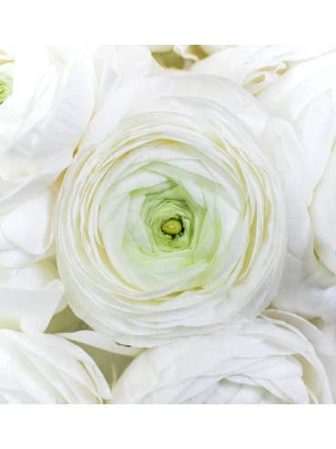 Ranunculus White 80 stems for wholesale by Florasource