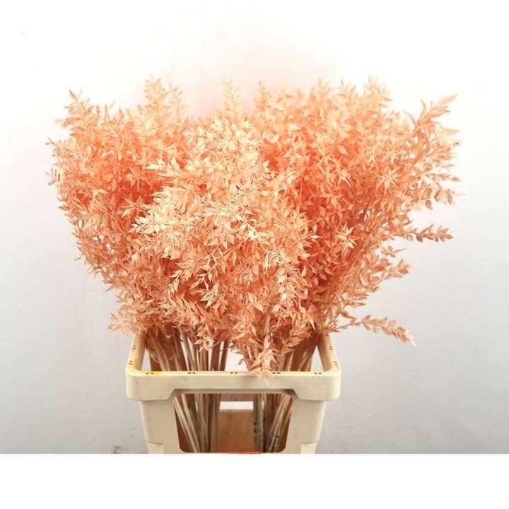 Ruscus - Salmon - 70 cm - dried flowers for wholesale by Dutch Flower Studio
