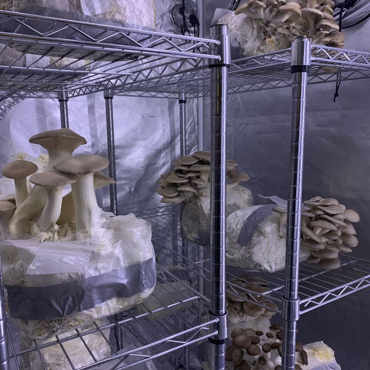 West Wolf Medicinals - Vente Supplément oral/vitamine - Extrait de Champignon Bio Lifeforce Supplément pour le Système Immunitaire10