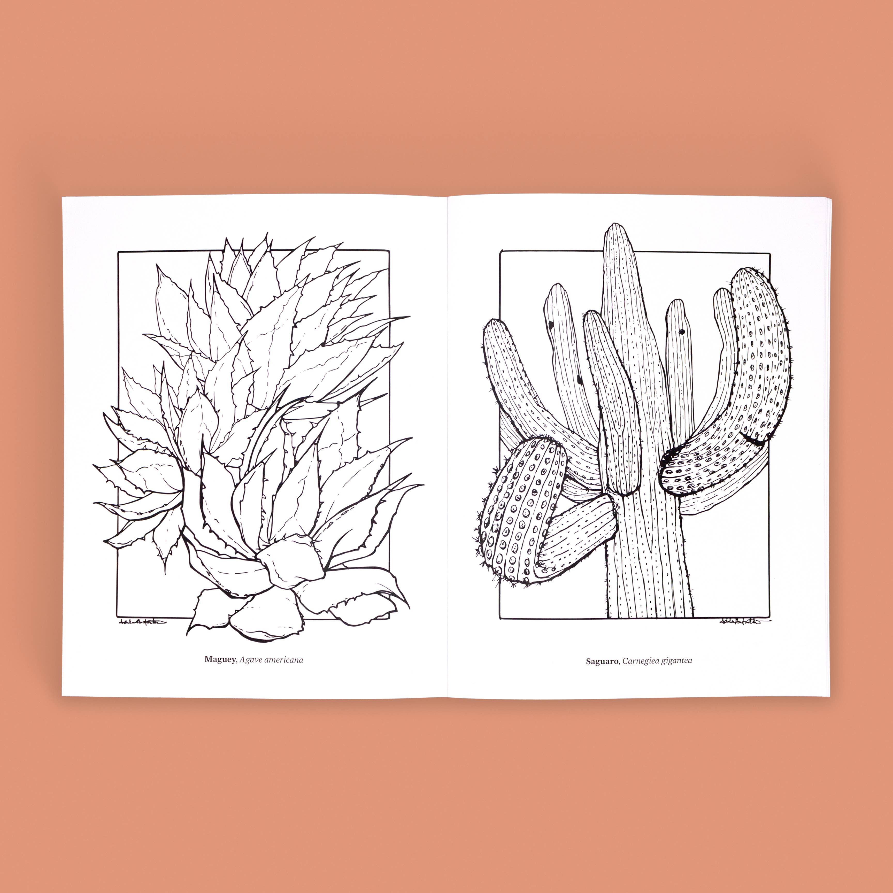 Cacti Oasis© - Wholesale Coloring & Activity Book - Adult - The Cacti Oasis© Coloring Book: Cacti & Succulents3