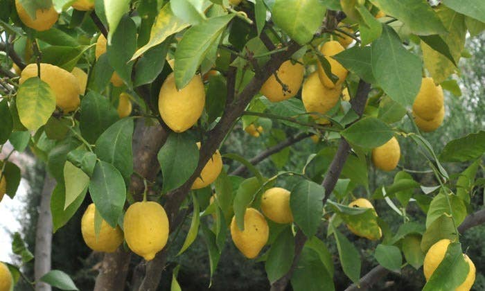 VIVERCID - Wholesale Echte plant - Citrus limon (Citroenboom)0