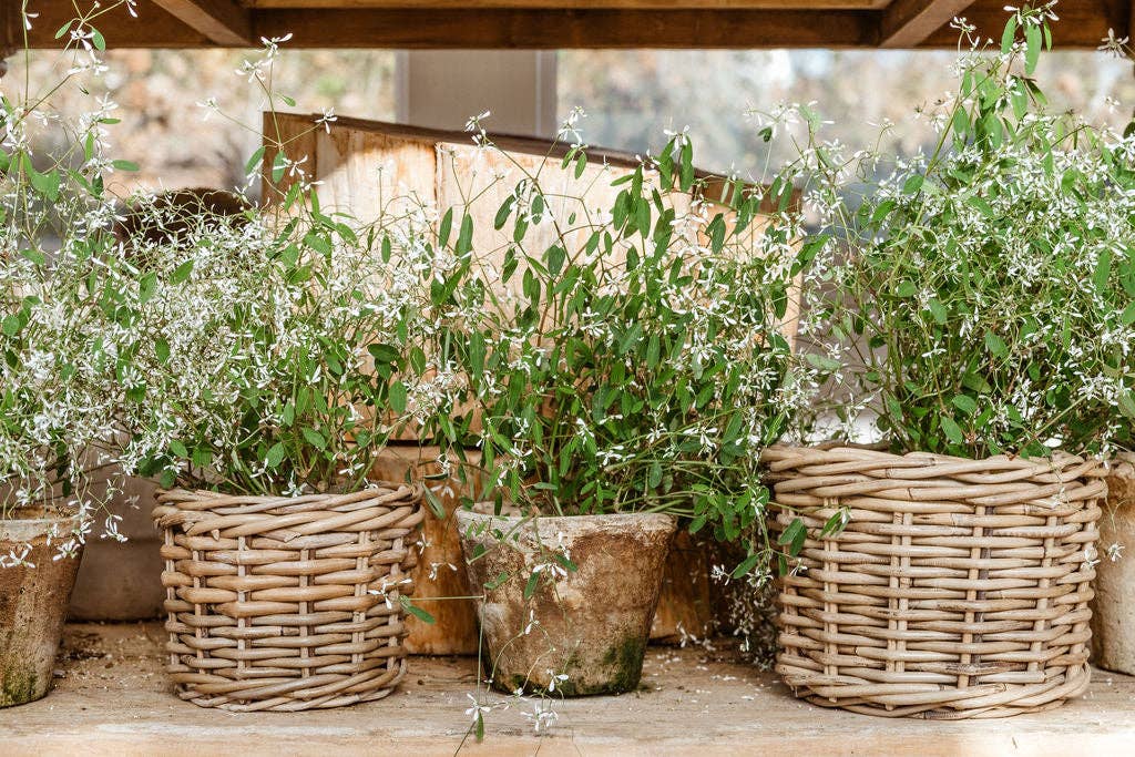 Basketly – Engroshandel Kurv – Rattan blomsterkurv med plastindsats4