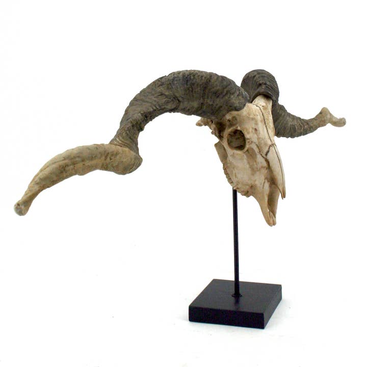 Modern World by Contrast Inc. - Vente Figurine décorative - Trophée de crâne de mouton Racka