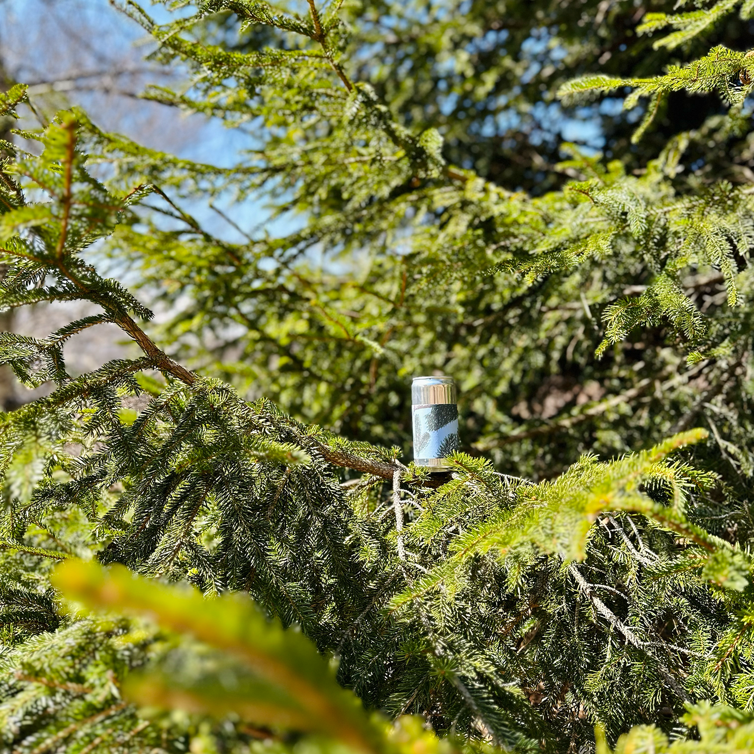 Selvatiq - Wholesale Soda/Carbonated Drink - Soda Alpine Forest3