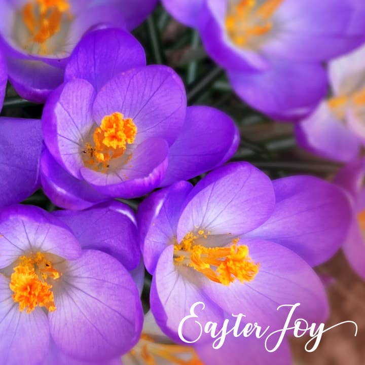 Crocus Joy, Pack of 5 Religious Easter Cards for wholesale by Just Cards Direct