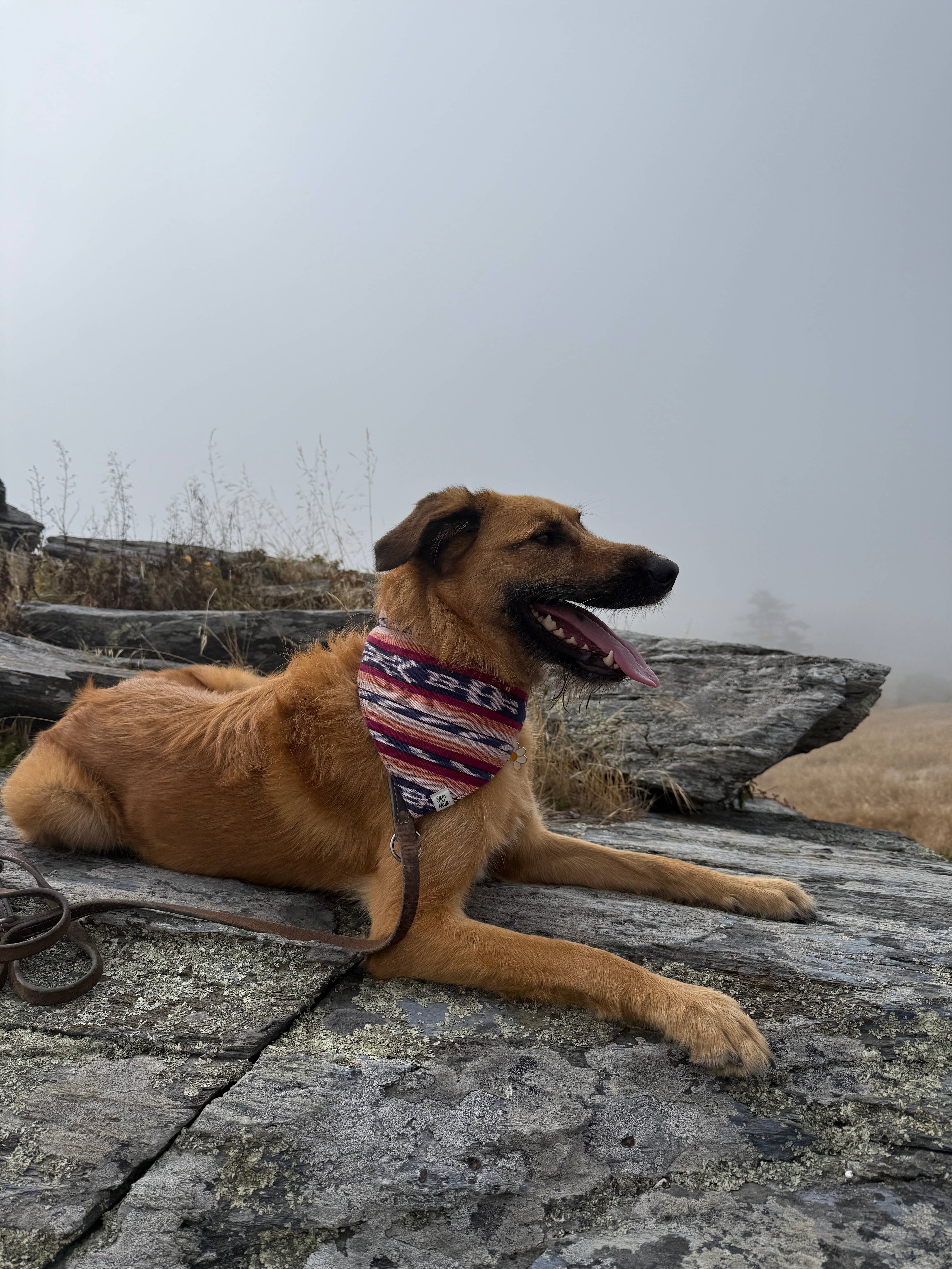 Sam & Nala | intentional style for pets & their people - Wholesale Pet Bandana - Dog - Esperanza Dog Bandana- Handwoven / Fair Trade8
