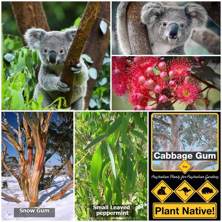 Native Seed Box – wholesale Plant seeds – Koala Food Collection with Ornamental Gum Nuts1