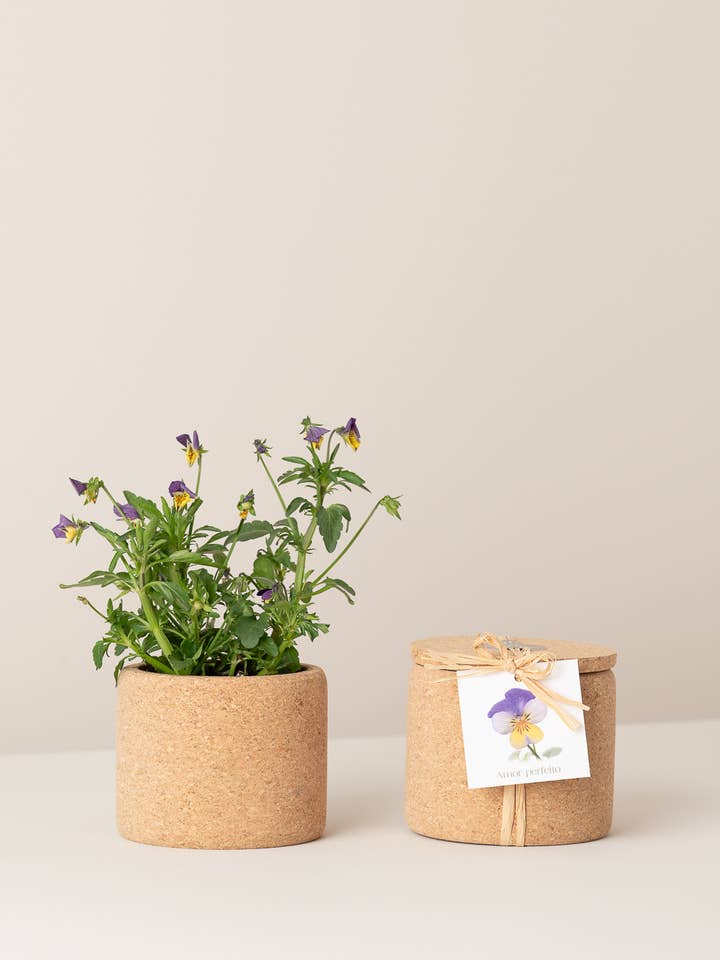 Grow Cork Pansy for wholesale by Life in a bag