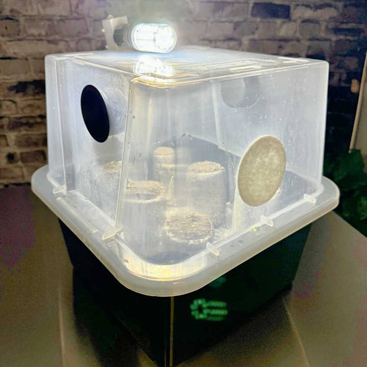 Midwest Grow Kits - Wholesale DIY Craft Kit - Simple Mushroom Grow Kit PLUS4