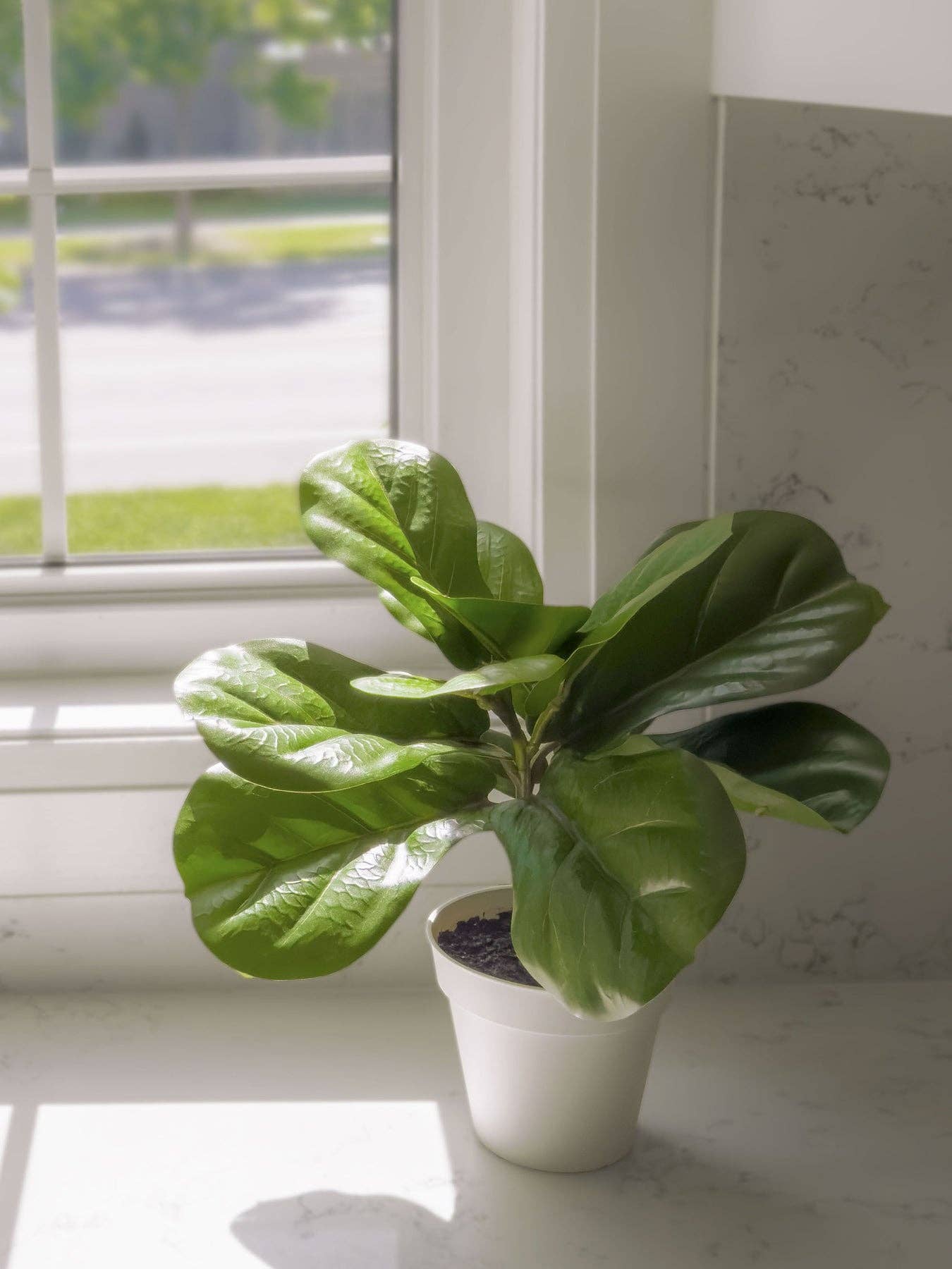 Algreen - Wholesale Artificial Plant - 15" Potted Ficus (5" x 15"H)1