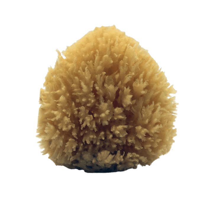 TOA Waters - Wholesale Bath pouf/sponge - All-Natural Dead Sea Sponge