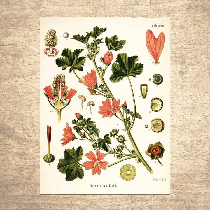 Illustrazione botanica di malva comune per la vendita all'ingrosso da parte di Lettered & Lined