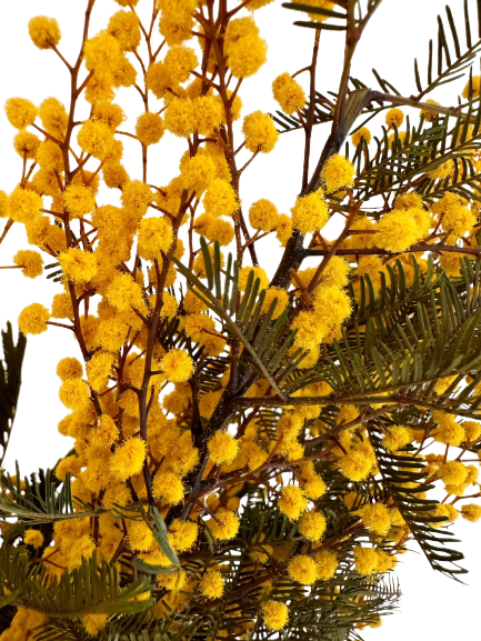 Concari.flores Preservadas - Wholesale Dried/Pressed Flowers - PRESERVED MIMOSA FLOWER2