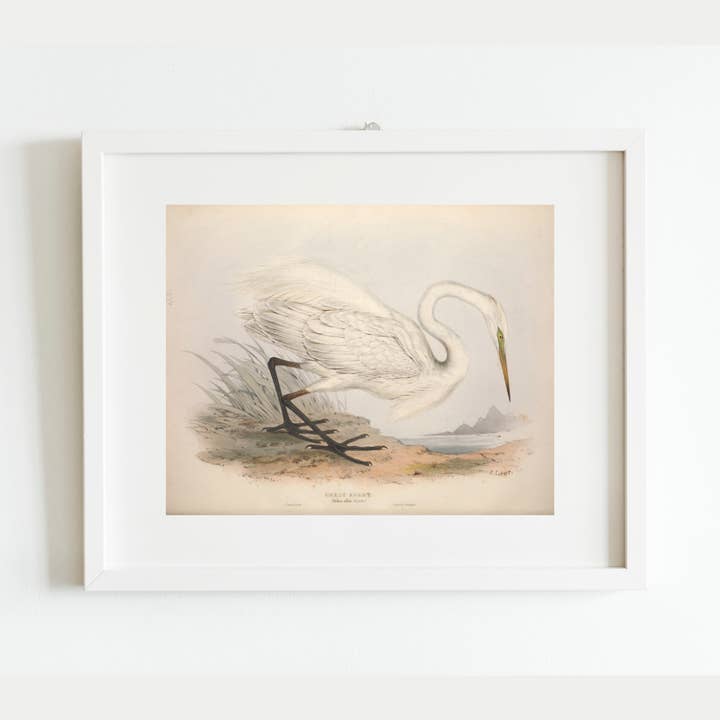 Sea to Skye - Wholesale Art Print - European Egret (Heron) Antique Art Print2