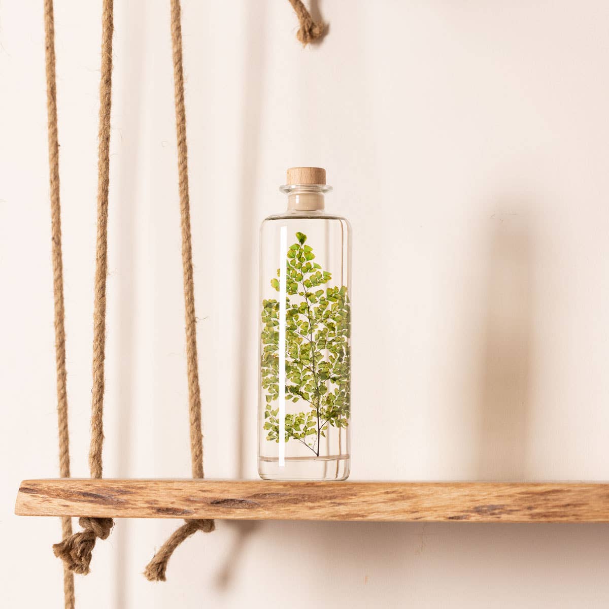 Theophile Berthon - Wholesale Live Plant - Herbarium Fern Luthi submerged plant1