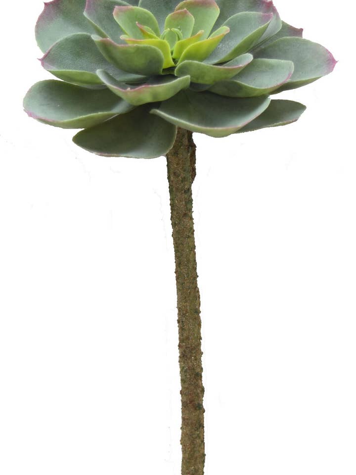 11" Echeveria Pick for wholesale by Tremont Floral Supplies