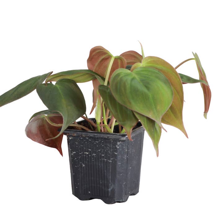 Thorsen's Greenhouse - Wholesale Live Plant - Philodendron Micans - Live Plant