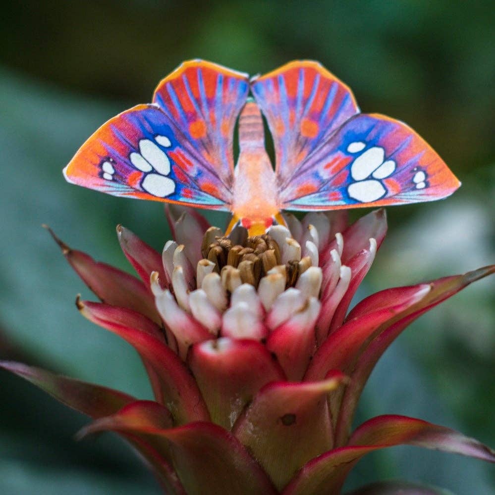 Moth and Myth - Wholesale Cutouts - 'Dawn' Butterfly Set5