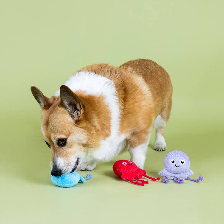 Petshop by Fringe Studio - Wholesale Pet Toy Set - Dog - TOO TENTACOOL 3PC SMALL DOG TOY SET
