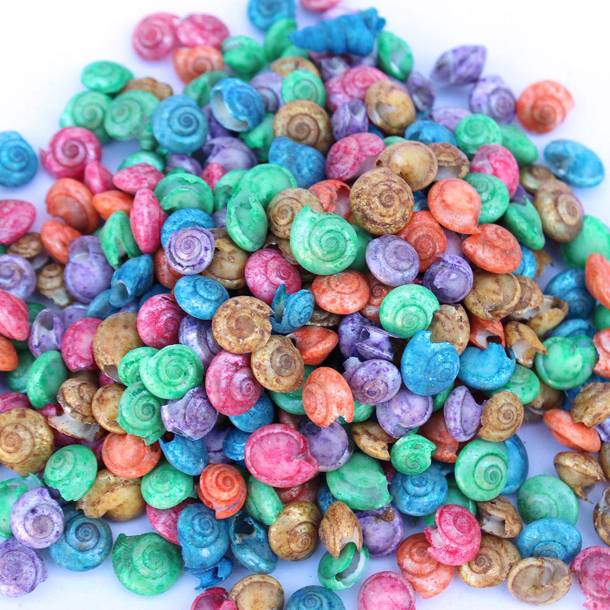 California Seashell Company - Wholesale Craft Supplies - Dyed Umbonium Craft Shells - 1 LB0