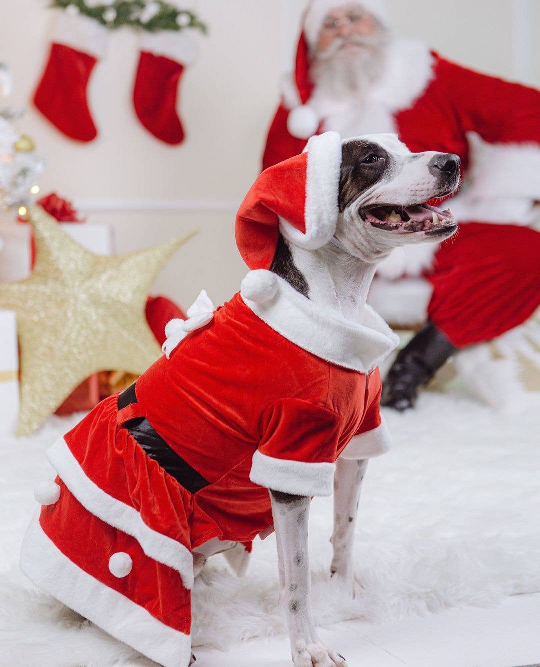 Show & Tail - Vendita all'ingrosso Costume da carnevale - Cani - Abbigliamento per animali - Il Papà Natale4