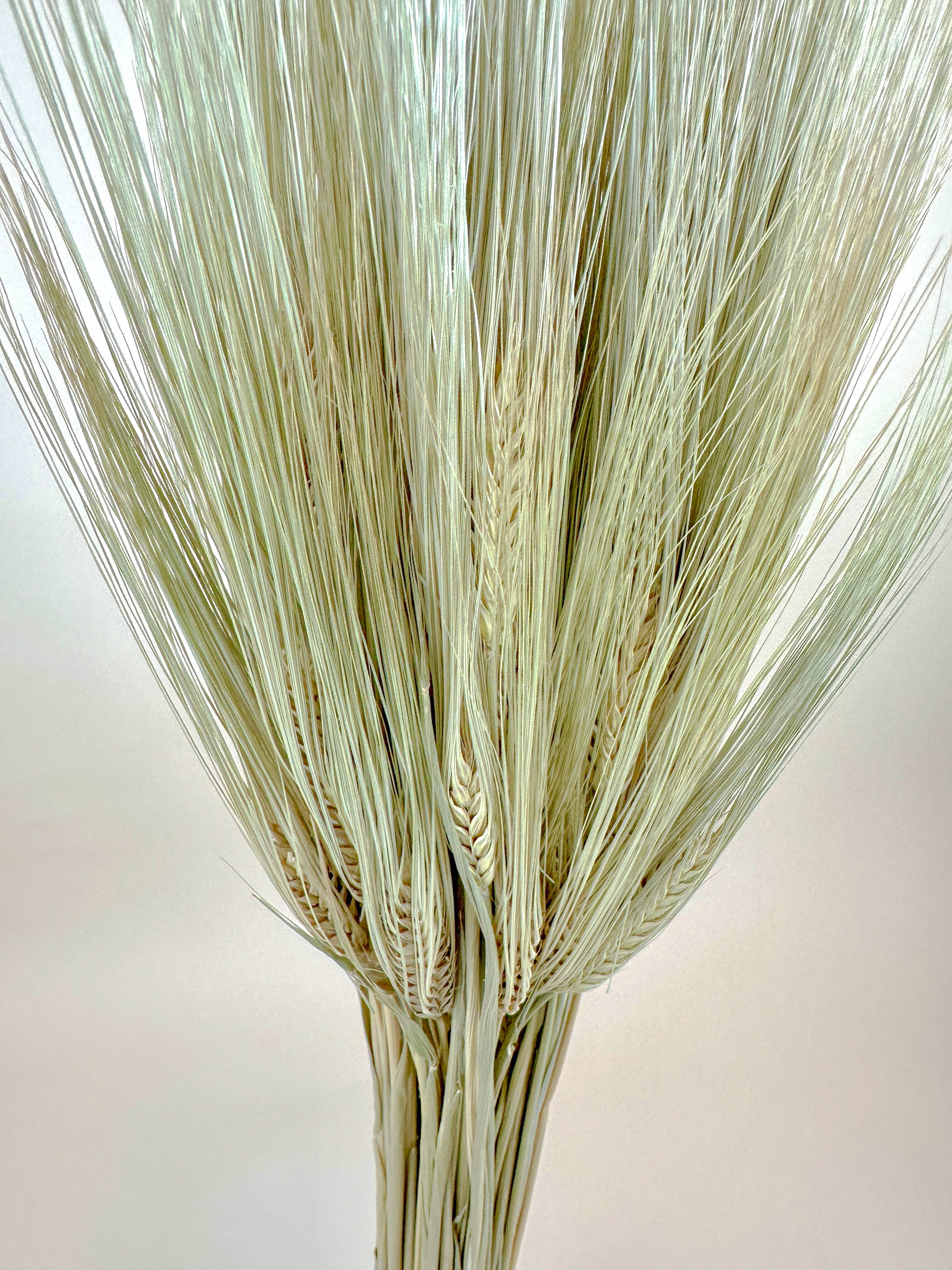 Lovejoy Farms Premium Dried Flowers - Venta al por mayor Flores secas/prensadas - Trigo Triticale Barbudo – Hierba Decorativa Secada Naturalmente3