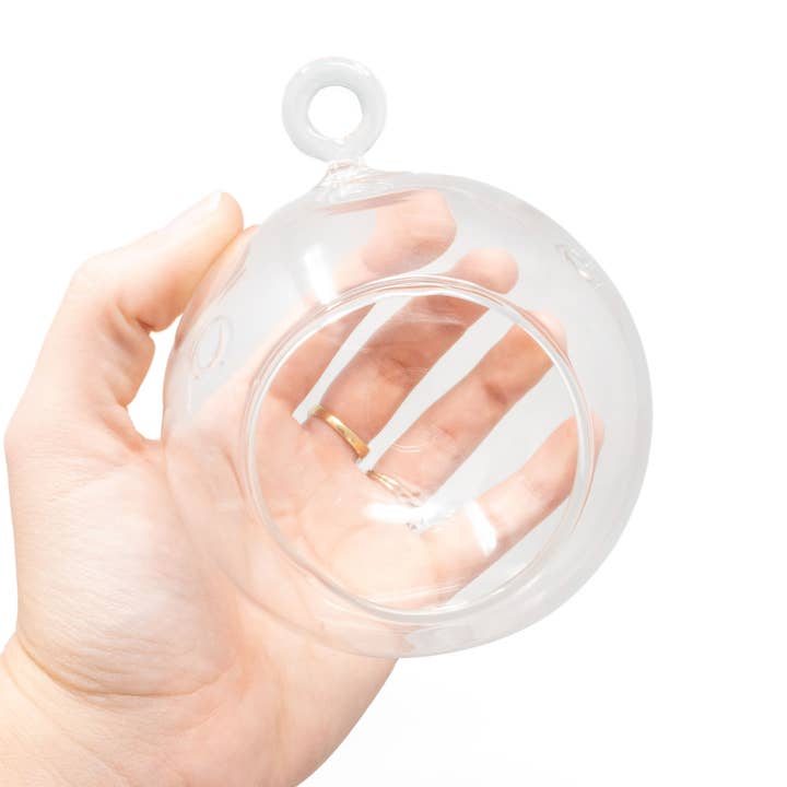 Air Plant Shop - Wholesale Terrarium - Case Pricing Hanging Round Bottom Glass Globe Terrariums