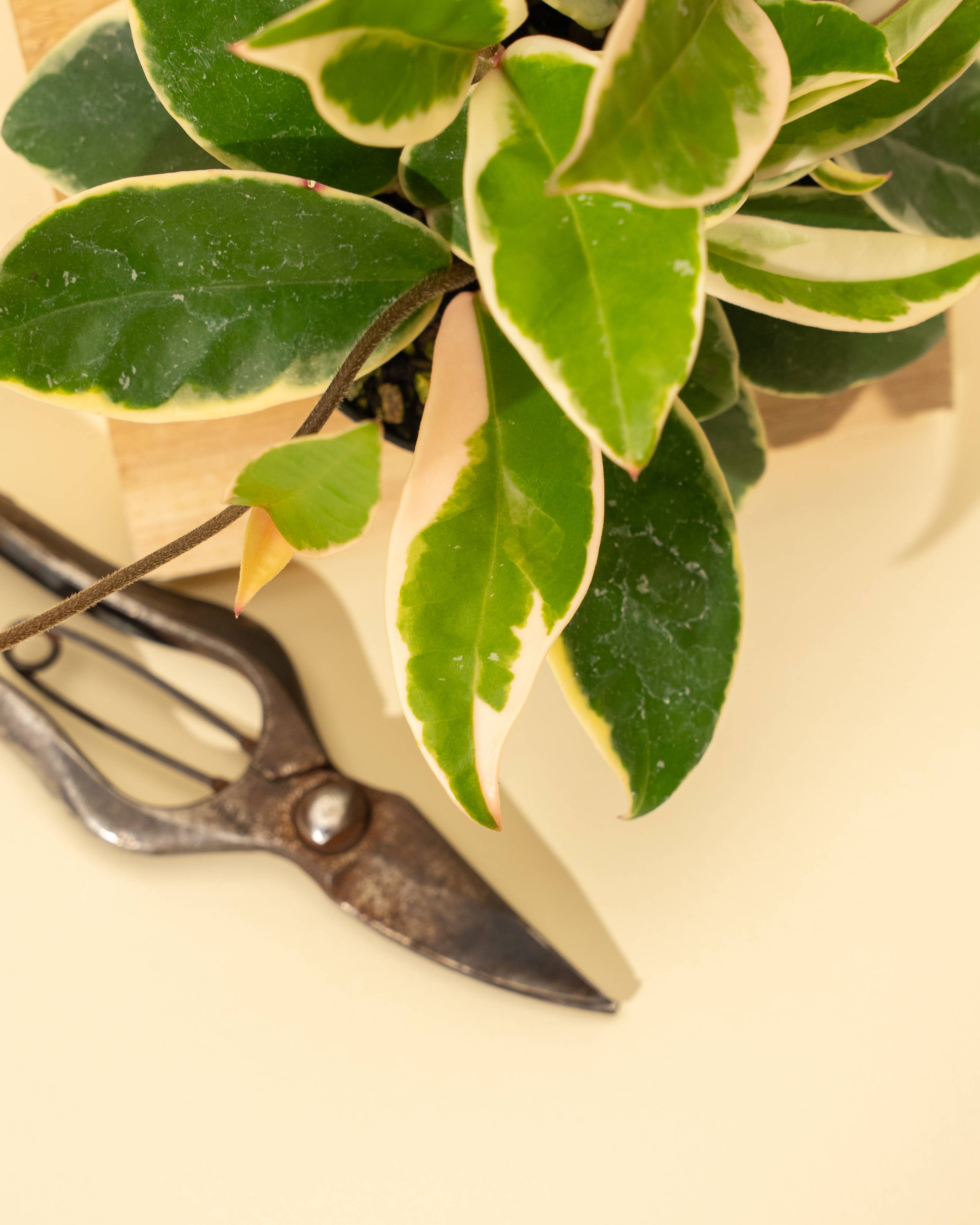 BWH Plant Co - Wholesale Live Plant - 4" Hoya 'Krimson Queen'4