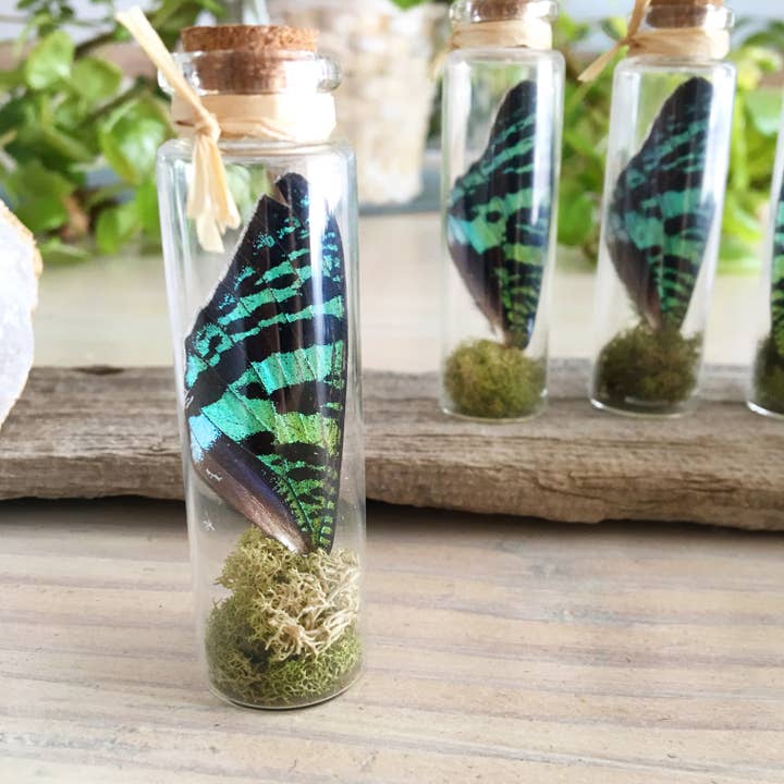 Solnedgang - Flasket Vinge for engroshandel hos Anise Designs