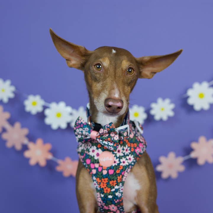 Wuffelliebe - Wholesale Pet Harness - Dog - Flower Field - tableware2