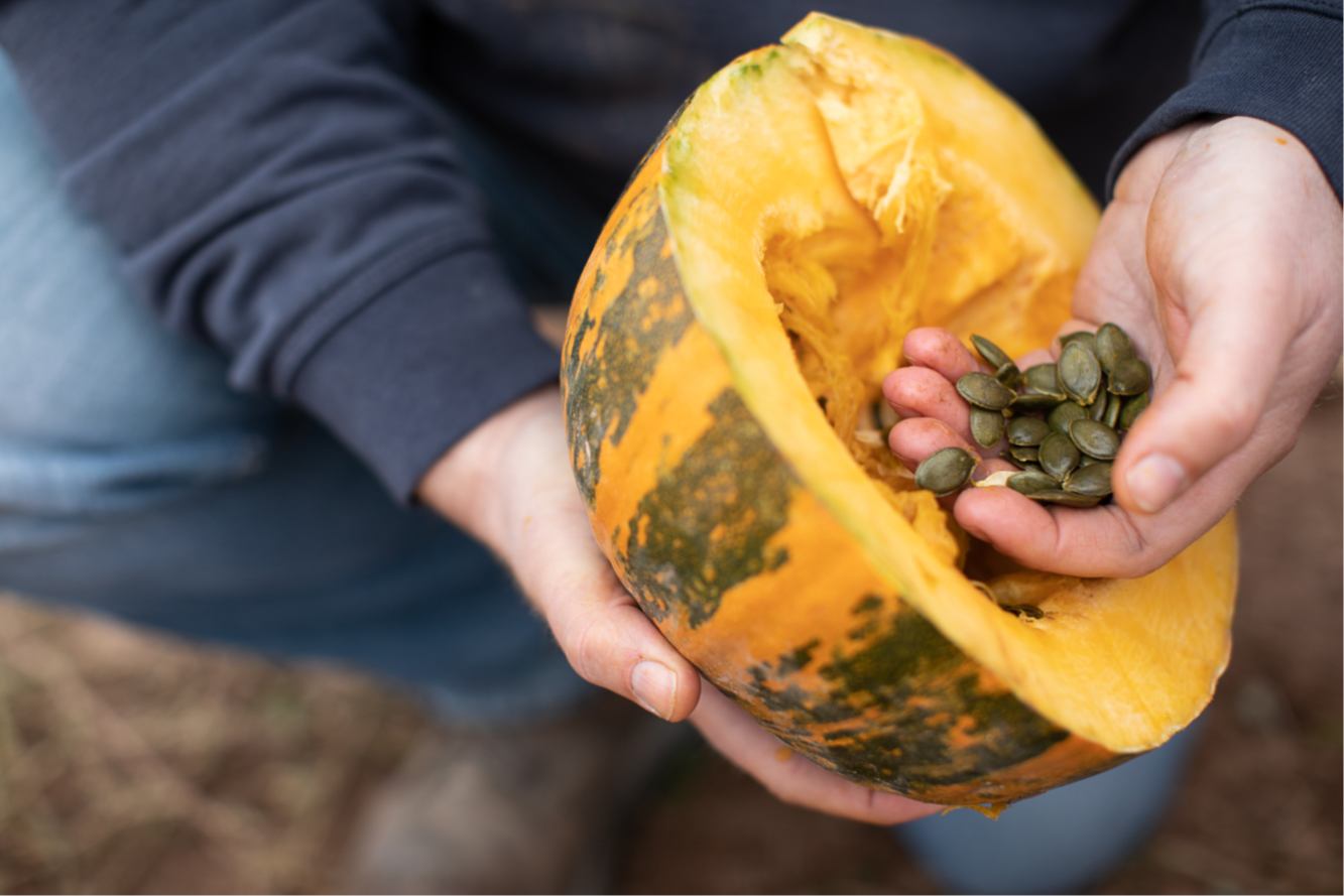 Stony Brook WholeHeartedFoods - Wholesale Seeds/Kernels - Organic USA Grown Pumpkin Seeds2
