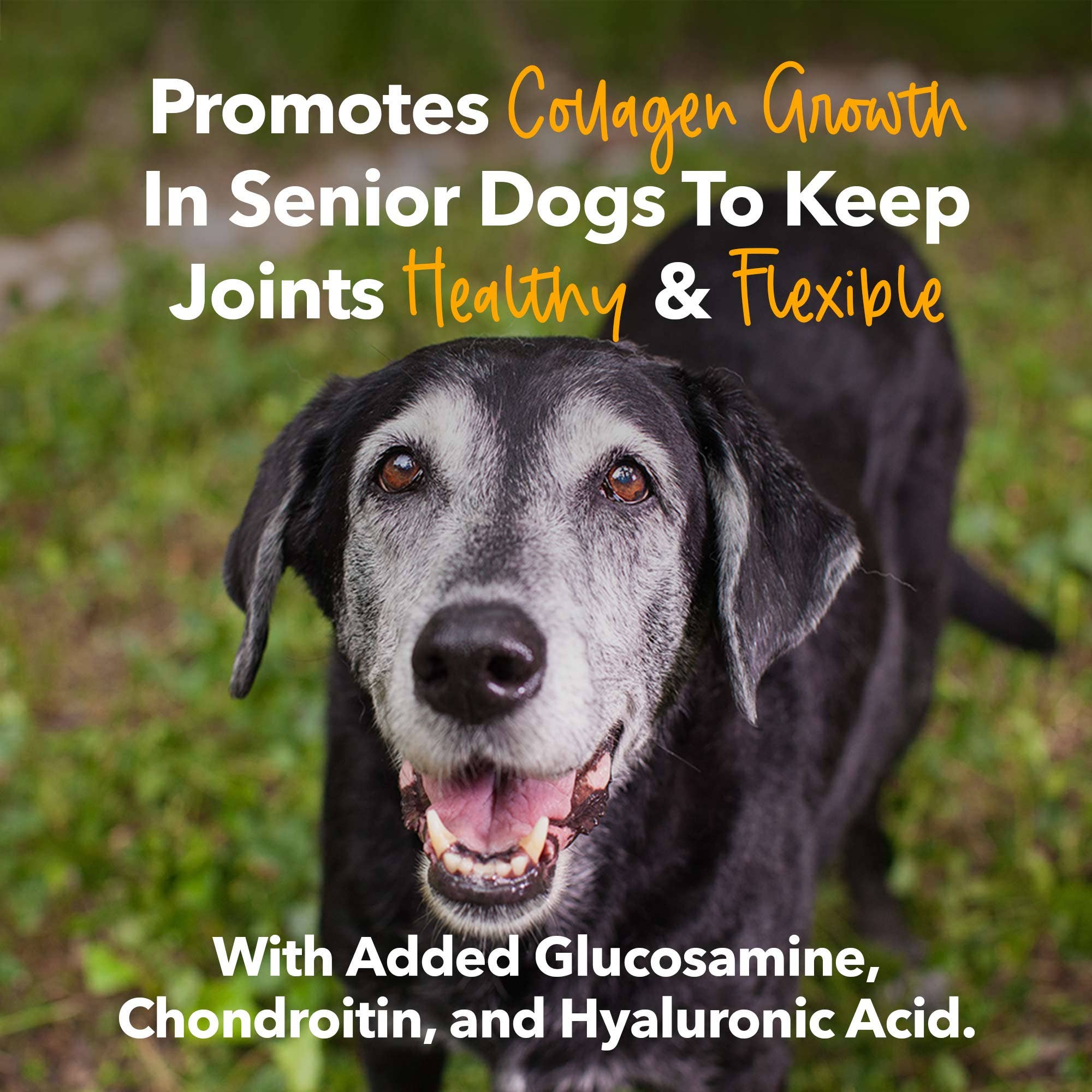 iHeartDogs.com – Großhandel Nahrungsergänzungsmittel für Haustiere – Hund – iHeartDogs Pilz-Knochenbrühe für Hunde - Immunstärkendes Pulver - 90 Portionen9