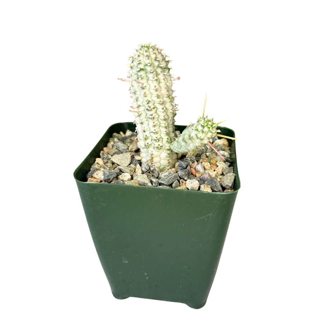 Flow State - Wholesale Succulent - 4" Euphorbia Mammillaris Variegata 'Corn Cob Cactus' – Plant6