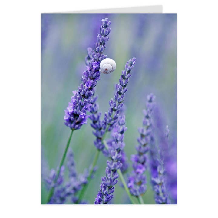 Carte pliable midi "Lavande avec escargot" pour la vente par paruspaper. nutzfeine papeterie