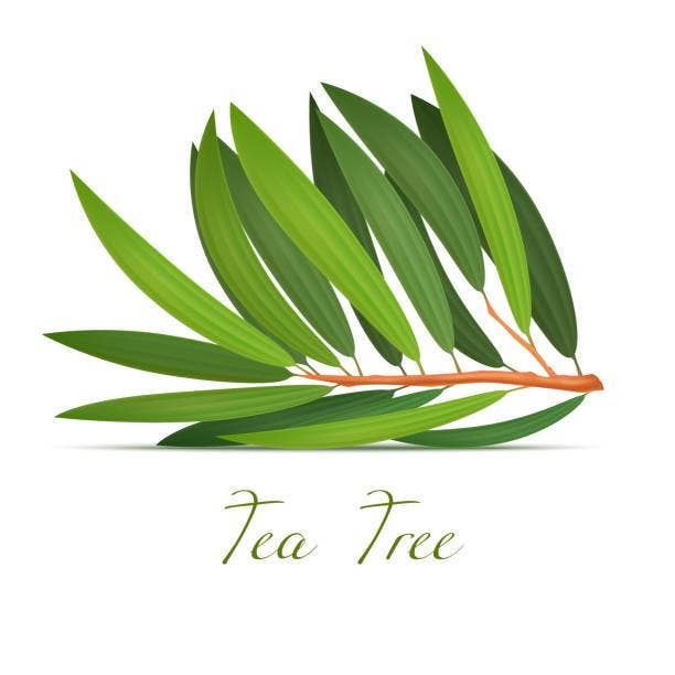 Simply J Beauty INC. – wholesale Hand/foot soak – Tea Tree Foot Soak (Anti Fungal)