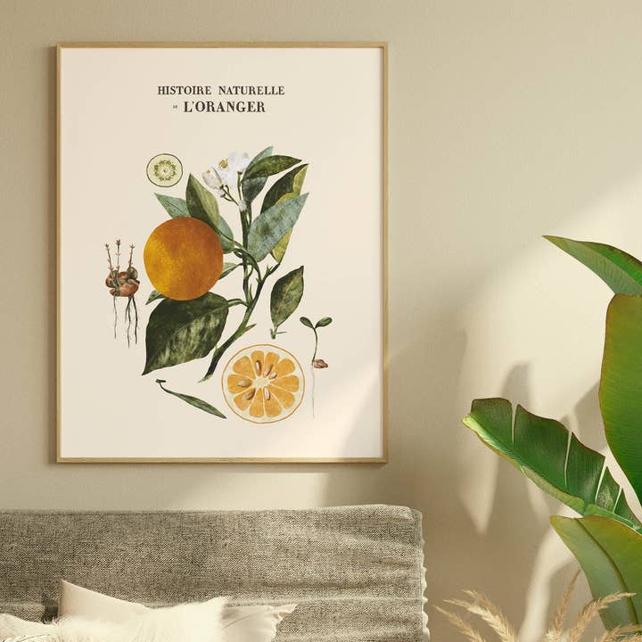 Storia naturale dell'arancio per la vendita all'ingrosso da parte di Maison Chapal