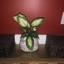 The Brass Butterfly - Wholesale Live Plant - Brass Butterfly Plant Sticks (Set of 6)4