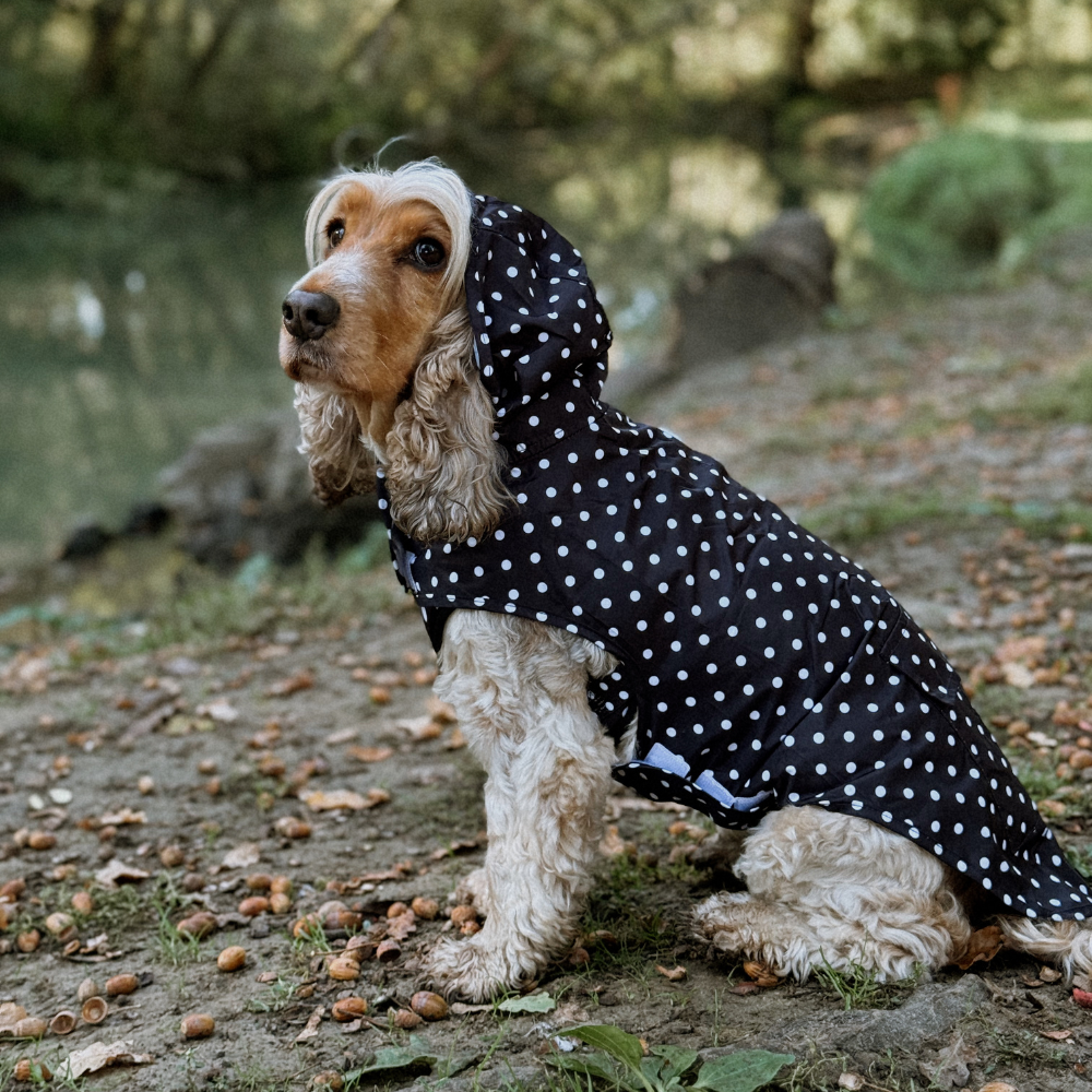 Cocopup London - Wholesale Pet Raincoat - Dog - Dog Raincoat - Black Polka Dot9