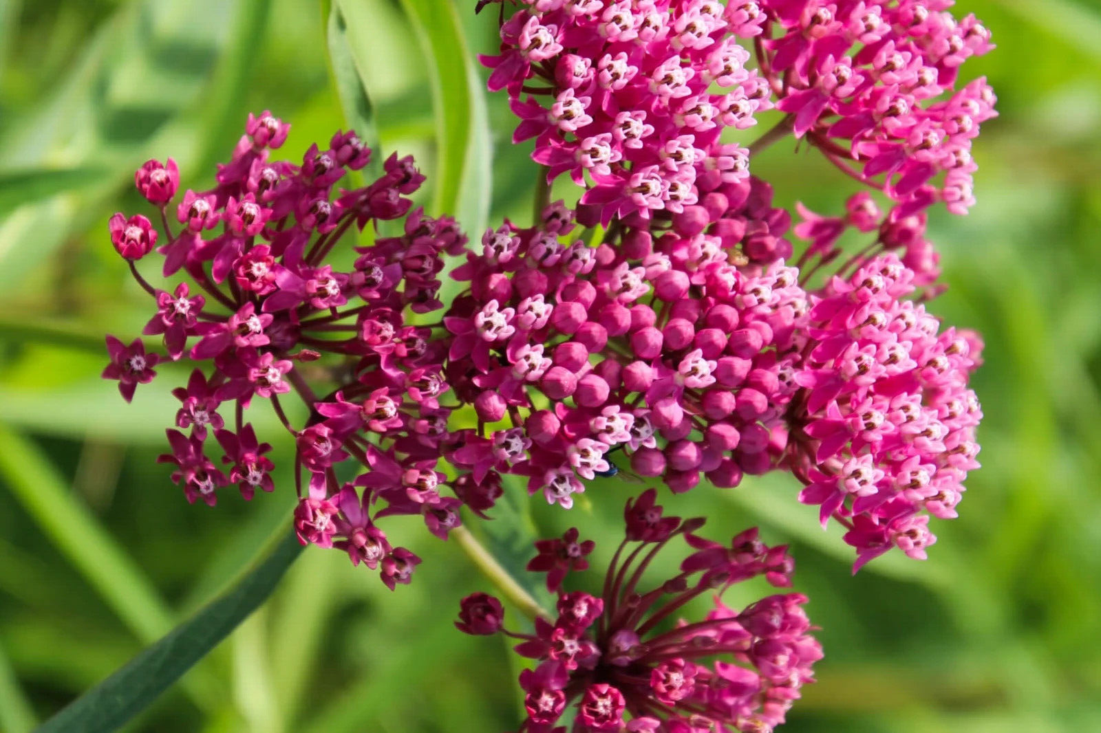 GardenPerspective - Wholesale Live Plant - 5 Milkweed Plant Bare Root Perennial Asclepias spp Plant3