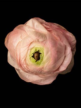 Blooms | NEW for wholesale by Talfoto Studio
