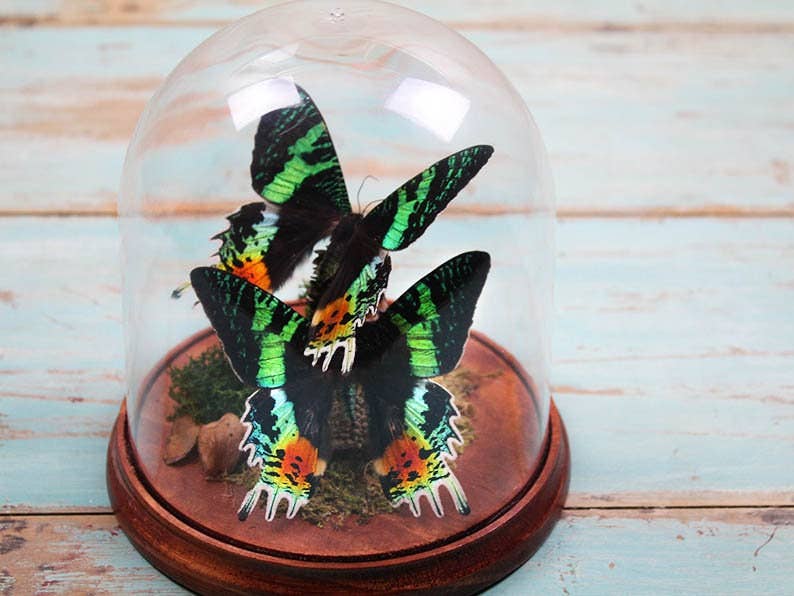 Newman Art Designs - Vente Décorations de table - Duo de papillons au coucher du soleil dans un dôme3