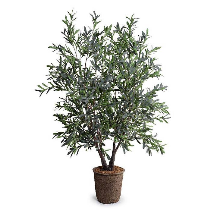 Olive Tree 5.5' Double-Trunk for wholesale by New Growth Designs