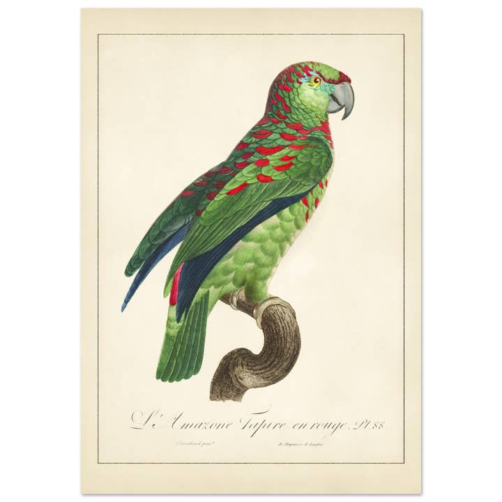 Amazone tapirade i rött för wholesale av Maison de Paloma