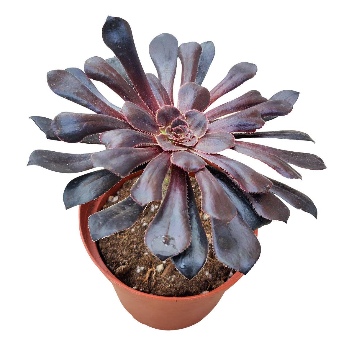 Best Plant Friend - Wholesale Succulent - Black Rose 'Zwartkop' Aeonium arboreum Succulent 2/4" in Pot3