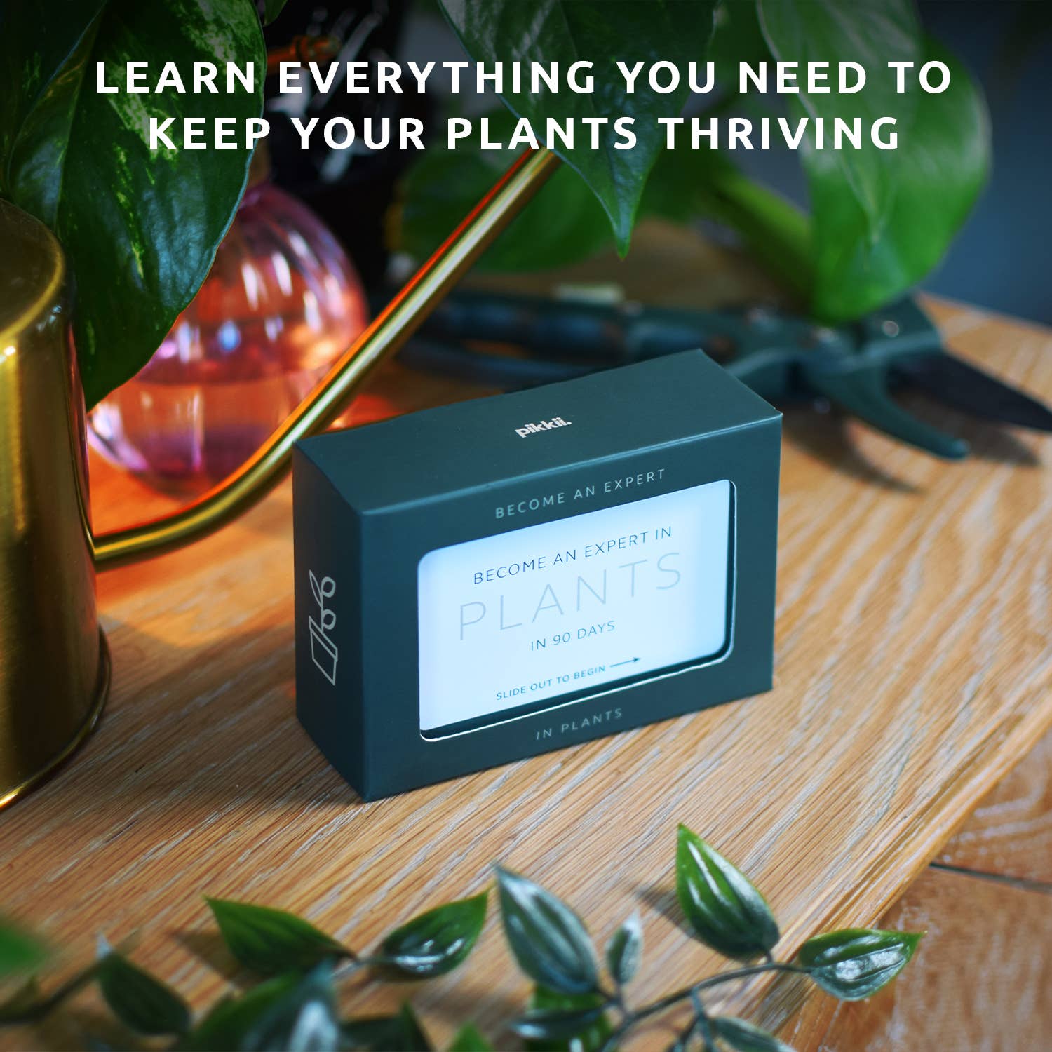 Pikkii – wholesale Plant seeds – Become an Expert in Plants in 90 Days Slide Box | Plant Gift2