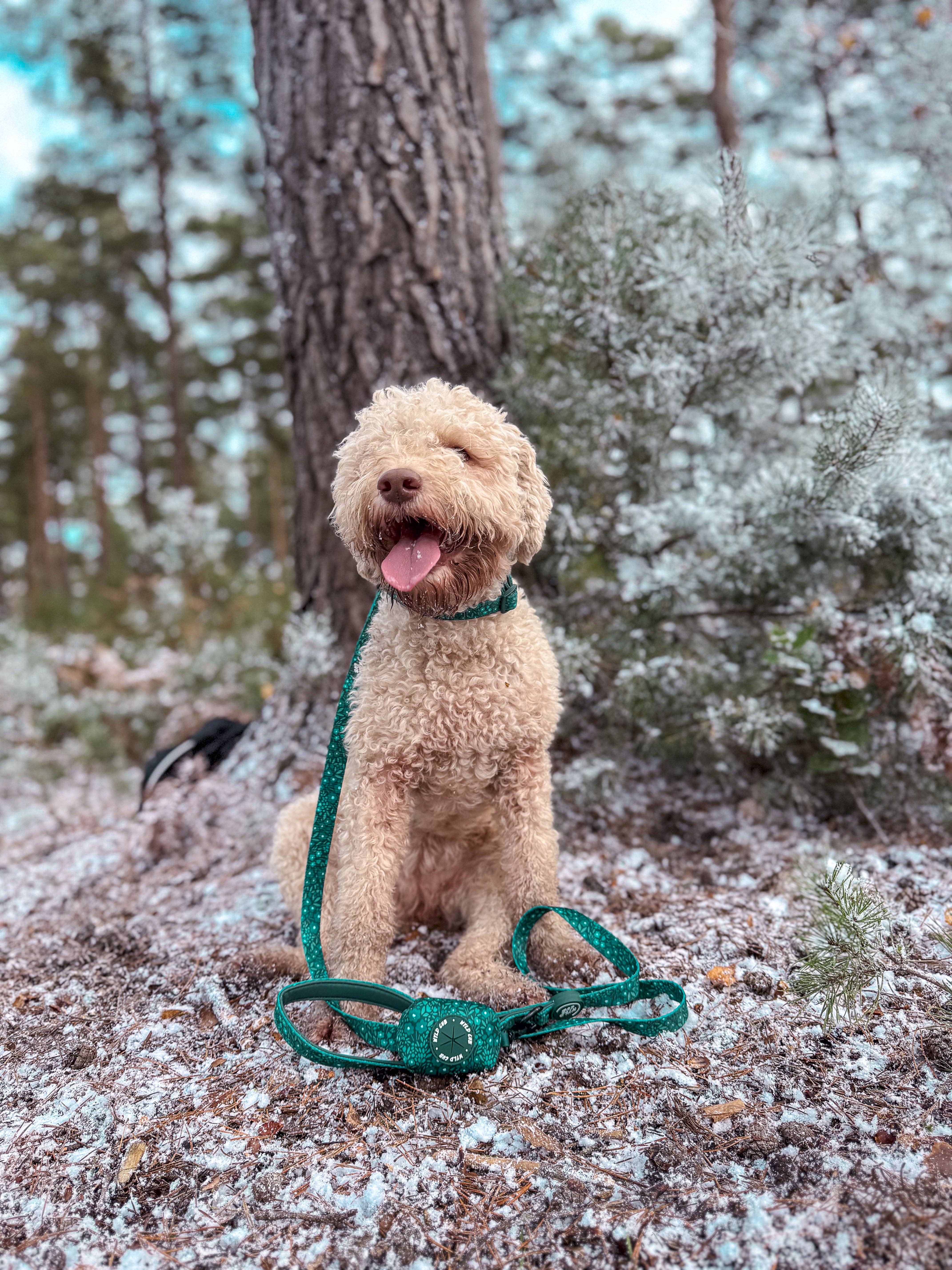 WYLD CUB – wholesale Pet leash – Dog – Dog Lead: Notting Hill Gooseberry4