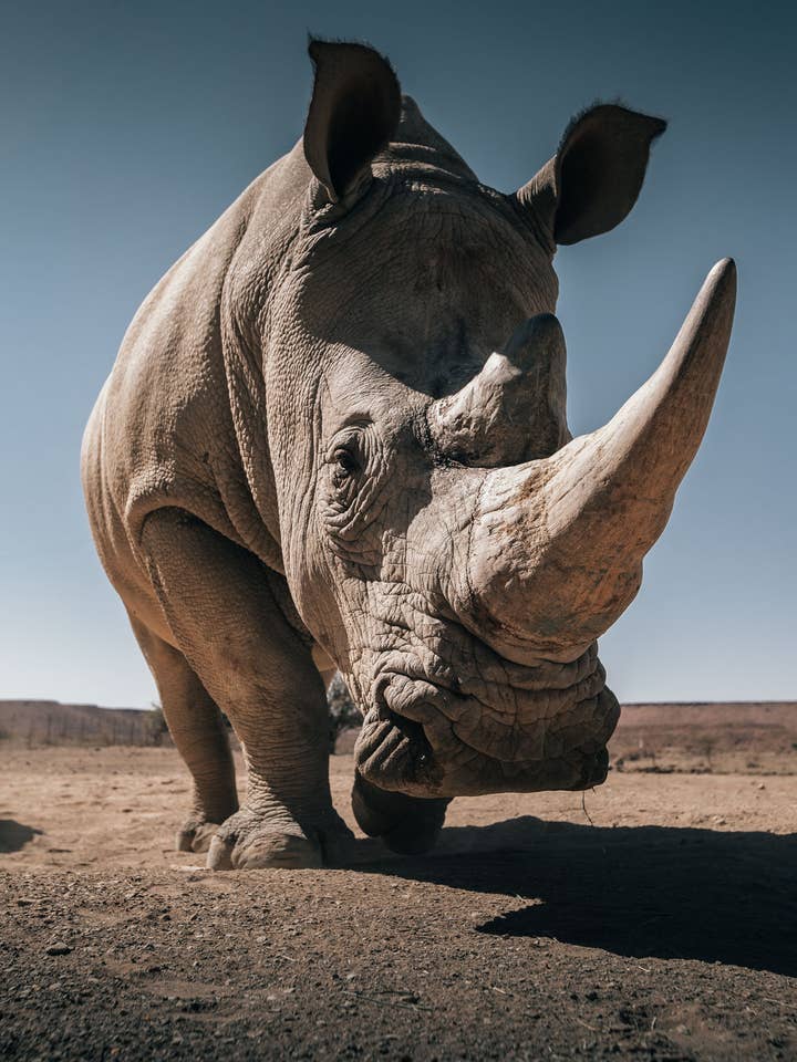 Der in Gefahr für den Großhandel von Perspectives