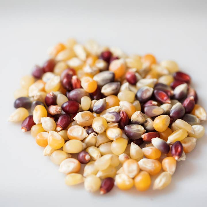 Amish Country Popcorn - Wholesale Popcorn - 2lb Bag of Rainbow Popcorn